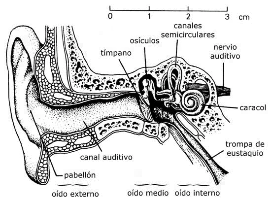 Frente a ti Cuidar Huerta EL SONIDO